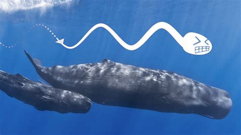 Why is it called sperm whale. Things To Know About Why is it called sperm whale. 